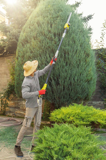 Leaf Removal in Chickasha, OK